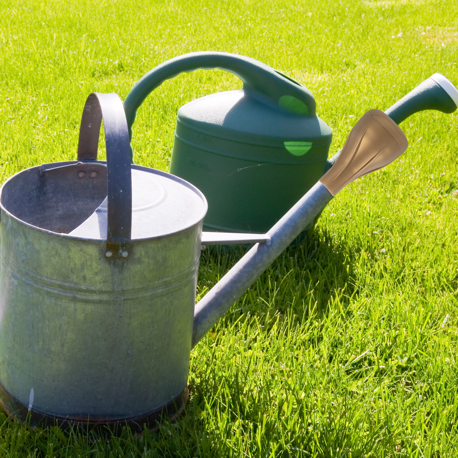 PP Watering Can Sprinkler Head - Bonsai Garden Plants recension och pris