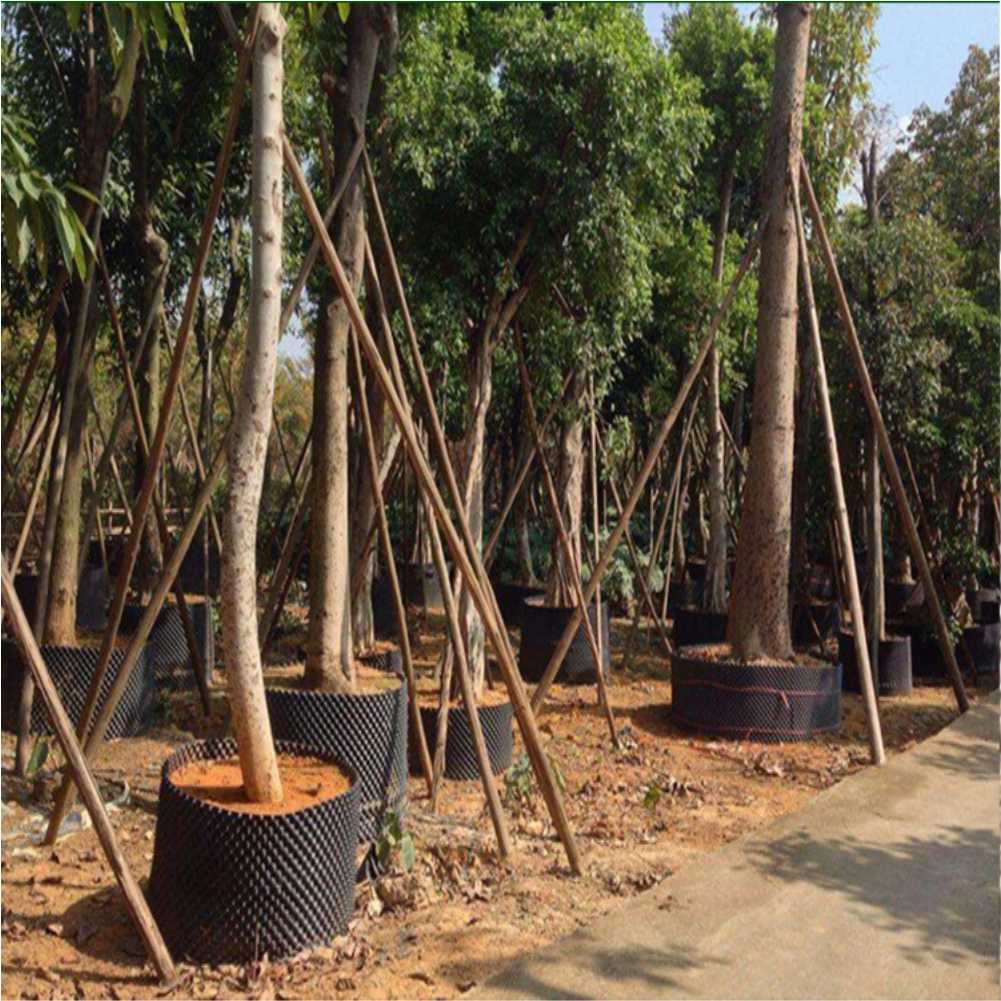 Grow Container Garden Tree Bon - Bonsai Garden Tree recension och pris