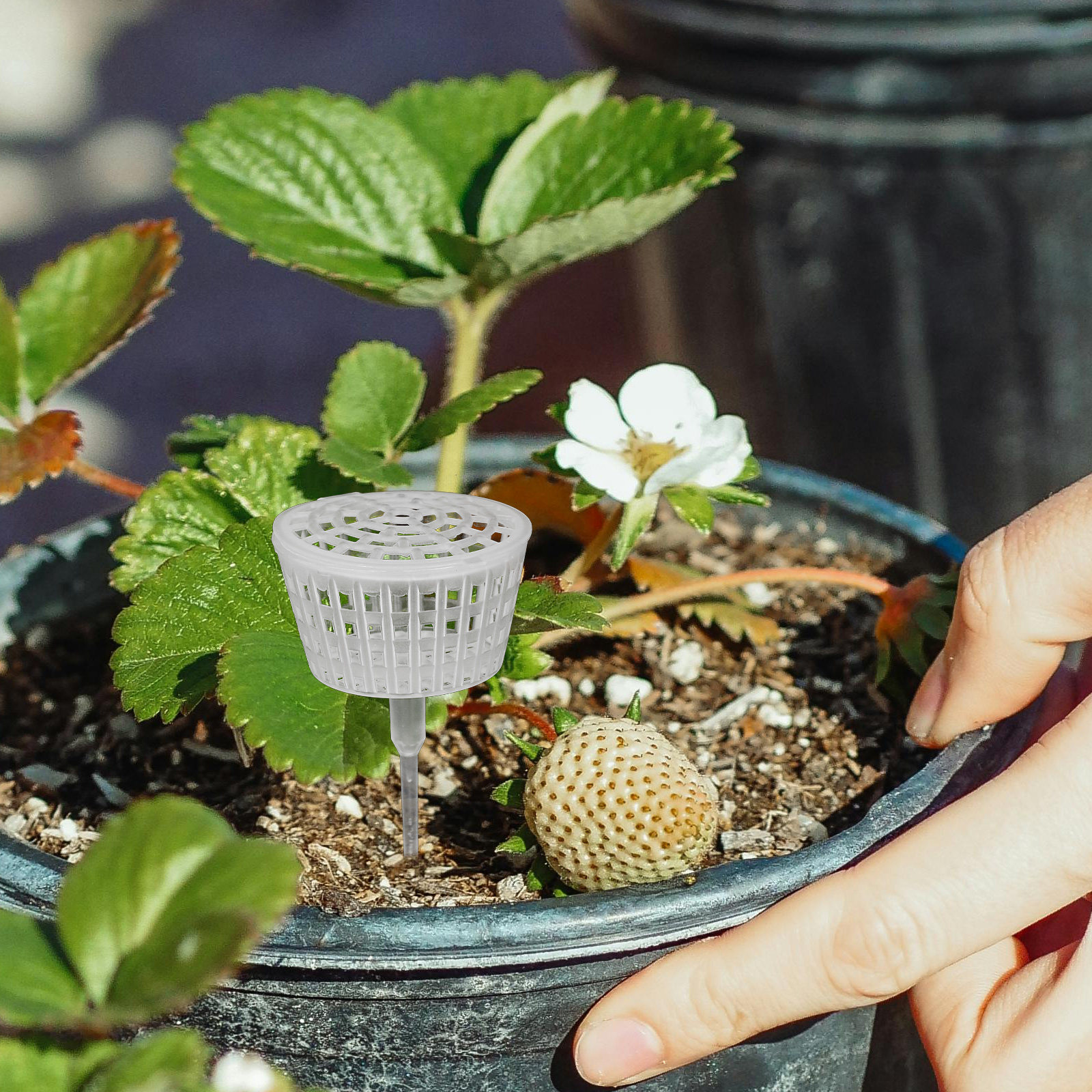 10Pcs Fertilizer Box Plastic L - Bonsai Garden Plants recension och pris