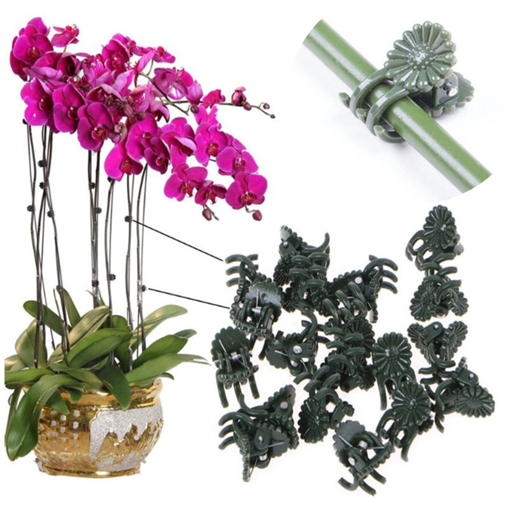 100Pcs Ladybug Shaped Orchid C - Bonsai Garden Plants recension och pris
