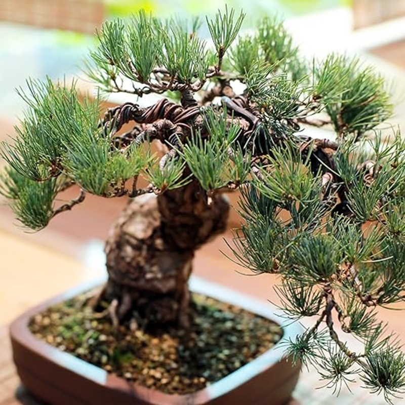 1mm Black Aluminum Bonsai Wire - Bonsai Wire Aluminum recension och pris