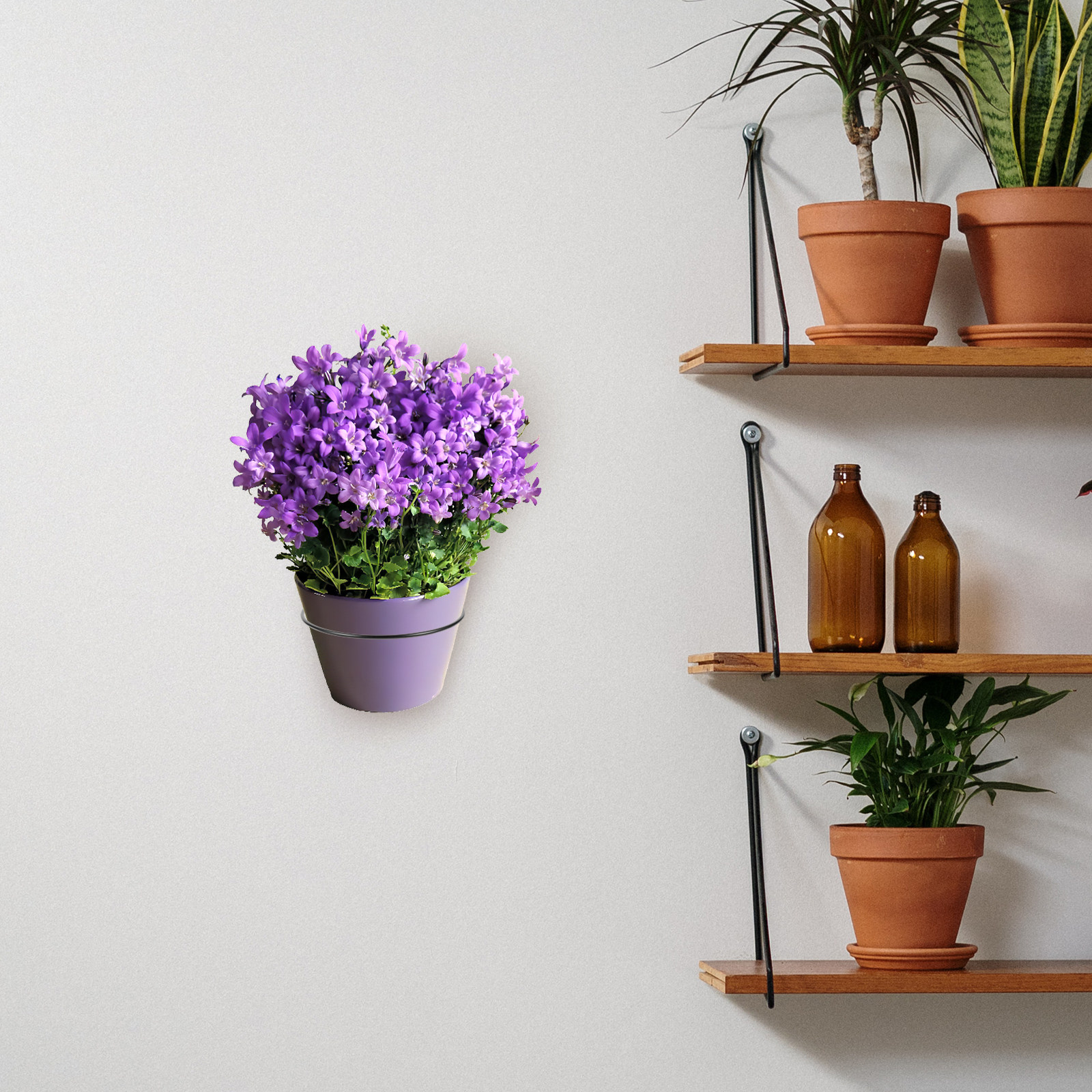 Iron Wall-Mounted Flowerpot Ra - Bonsai Garden Plants recension och pris